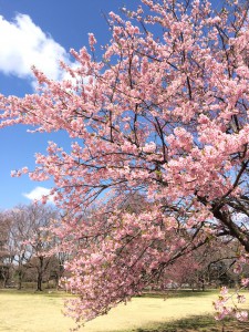 桜(タテ）